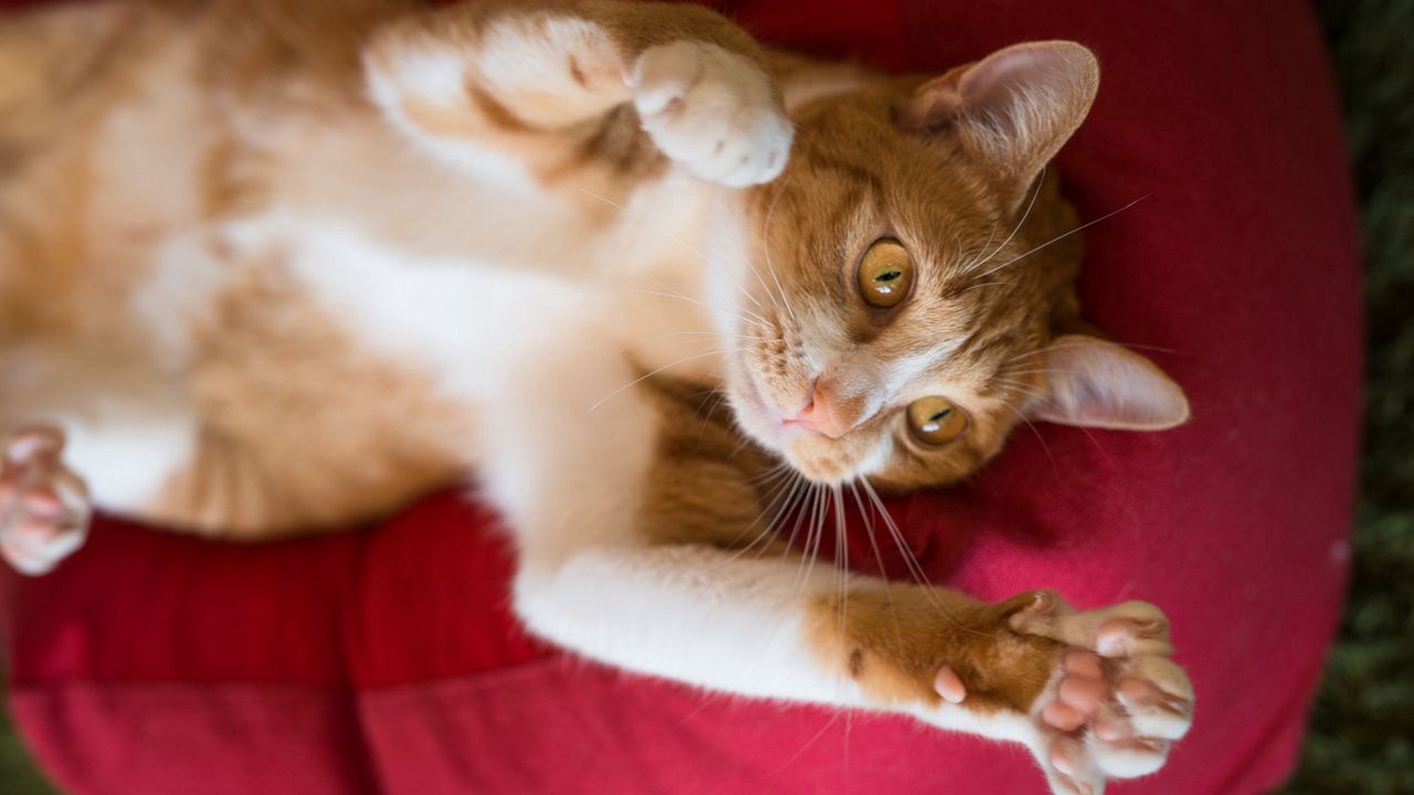 Wallpaper cat, paws, playful, lying