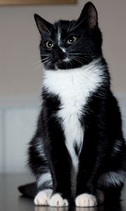 Preview wallpaper cat, paws, sits, black and white