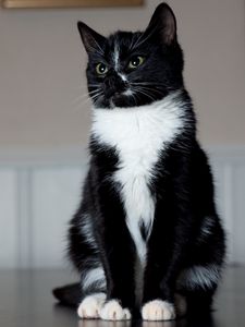 Preview wallpaper cat, paws, sits, black and white