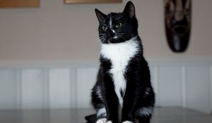 Preview wallpaper cat, paws, sits, black and white