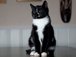 Preview wallpaper cat, paws, sits, black and white