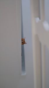 Preview wallpaper cat, peep, funny, pet