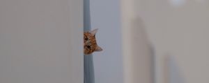 Preview wallpaper cat, peep, funny, pet