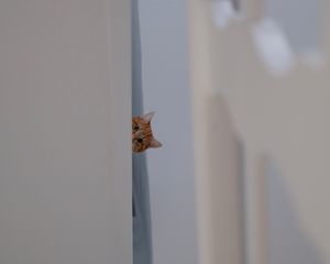 Preview wallpaper cat, peep, funny, pet