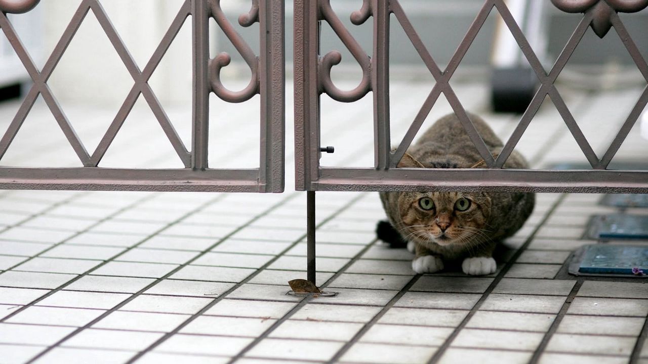 Wallpaper cat, peep, hide, sit