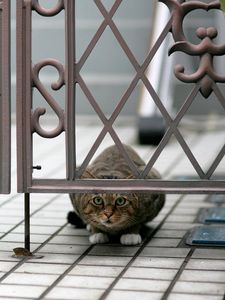 Preview wallpaper cat, peep, hide, sit