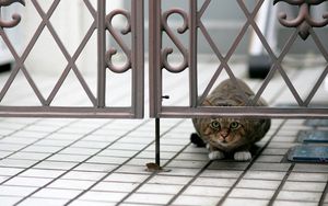 Preview wallpaper cat, peep, hide, sit