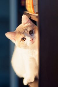 Preview wallpaper cat, peep, wall, playful