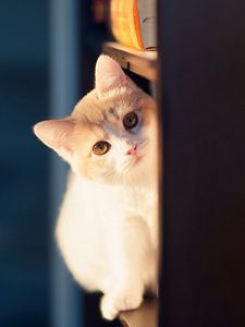 Preview wallpaper cat, peep, wall, playful