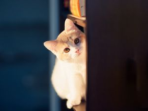Preview wallpaper cat, peep, wall, playful