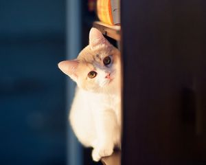 Preview wallpaper cat, peep, wall, playful