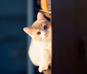 Preview wallpaper cat, peep, wall, playful
