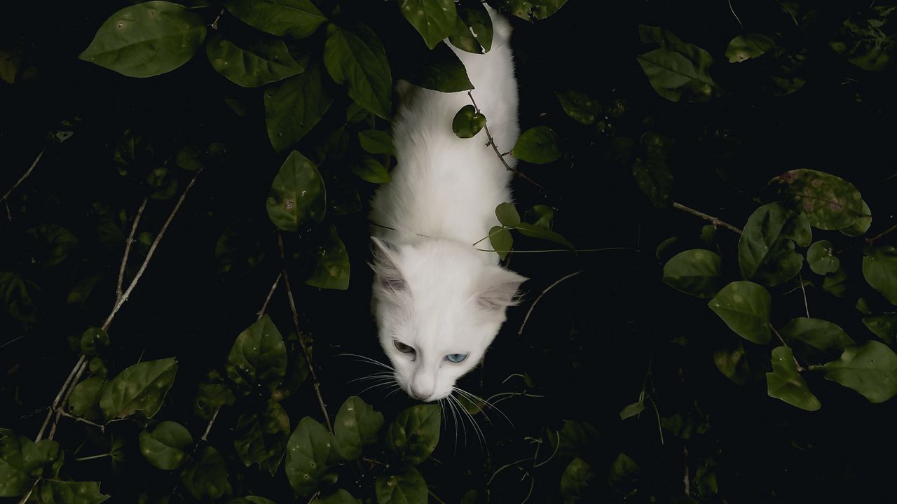 Wallpaper cat, pet, aerial view, white, bushes
