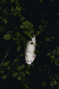 Preview wallpaper cat, pet, aerial view, white, bushes