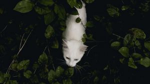 Preview wallpaper cat, pet, aerial view, white, bushes