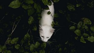 Preview wallpaper cat, pet, aerial view, white, bushes