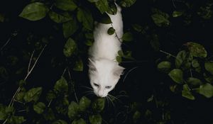 Preview wallpaper cat, pet, aerial view, white, bushes