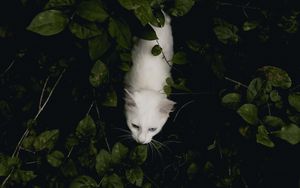 Preview wallpaper cat, pet, aerial view, white, bushes