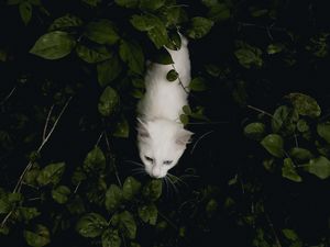 Preview wallpaper cat, pet, aerial view, white, bushes