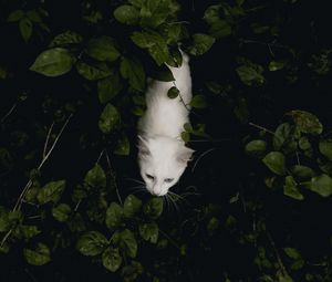 Preview wallpaper cat, pet, aerial view, white, bushes