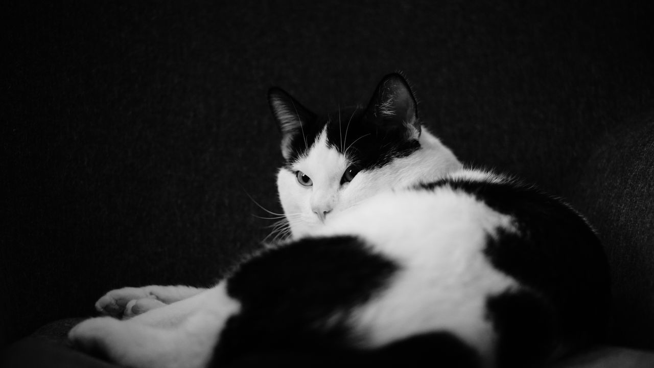 Wallpaper cat, pet, animal, black and white