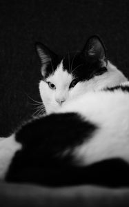 Preview wallpaper cat, pet, animal, black and white