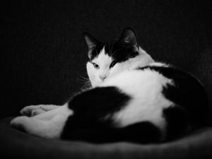 Preview wallpaper cat, pet, animal, black and white