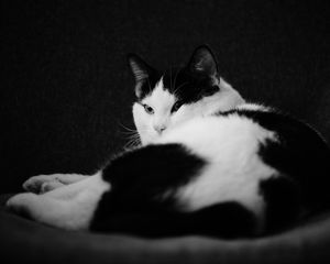 Preview wallpaper cat, pet, animal, black and white