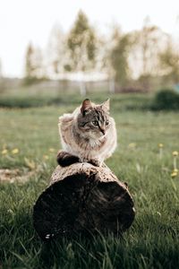 Preview wallpaper cat, pet, animal, log, grass