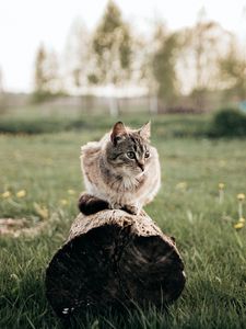 Preview wallpaper cat, pet, animal, log, grass