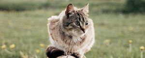 Preview wallpaper cat, pet, animal, log, grass