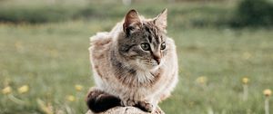 Preview wallpaper cat, pet, animal, log, grass