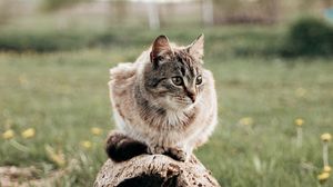 Preview wallpaper cat, pet, animal, log, grass