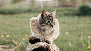 Preview wallpaper cat, pet, animal, log, grass