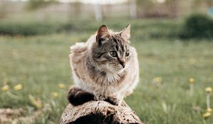 Preview wallpaper cat, pet, animal, log, grass