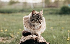 Preview wallpaper cat, pet, animal, log, grass