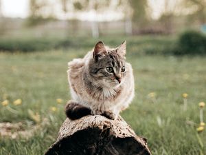 Preview wallpaper cat, pet, animal, log, grass