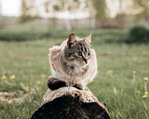 Preview wallpaper cat, pet, animal, log, grass