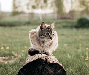 Preview wallpaper cat, pet, animal, log, grass