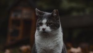 Preview wallpaper cat, pet, animal, glance