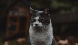 Preview wallpaper cat, pet, animal, glance