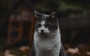 Preview wallpaper cat, pet, animal, glance