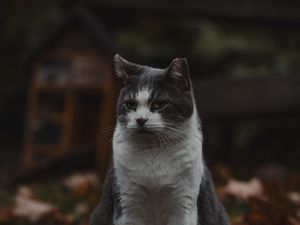 Preview wallpaper cat, pet, animal, glance