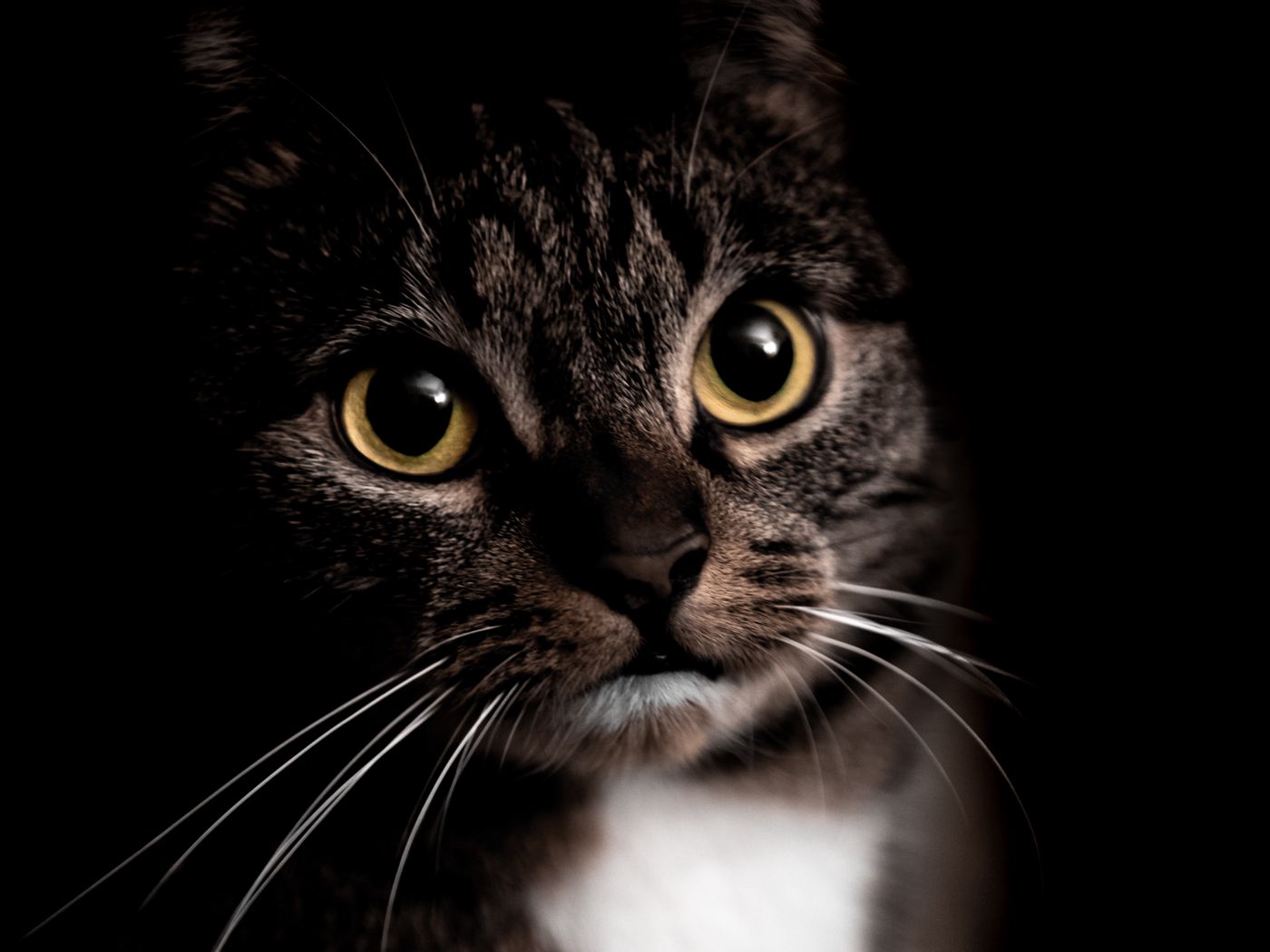 1400x1050 Wallpaper cat, pet, animal, look