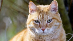 Preview wallpaper cat, pet, animal, cute