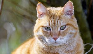 Preview wallpaper cat, pet, animal, cute