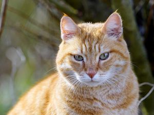 Preview wallpaper cat, pet, animal, cute