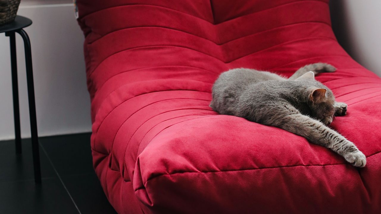 Wallpaper cat, pet, animal, relax, chair