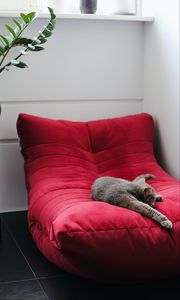 Preview wallpaper cat, pet, animal, relax, chair