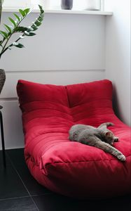 Preview wallpaper cat, pet, animal, relax, chair